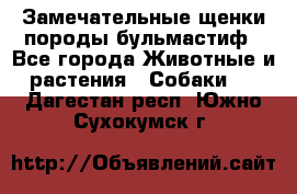 Замечательные щенки породы бульмастиф - Все города Животные и растения » Собаки   . Дагестан респ.,Южно-Сухокумск г.